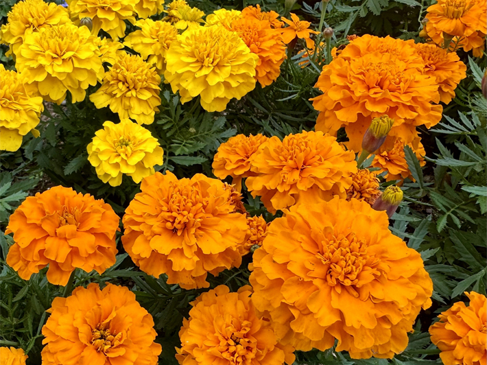 栽培場所の画像