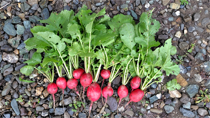 おすすめのラディッシュの画像