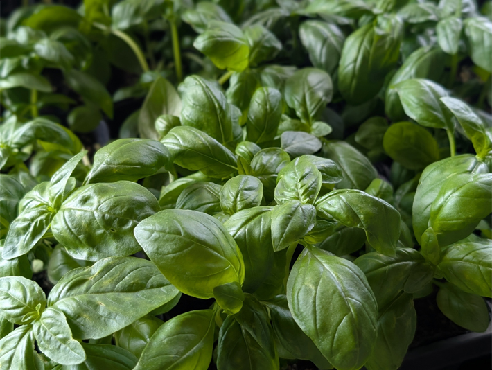 おすすめのバジル等の画像