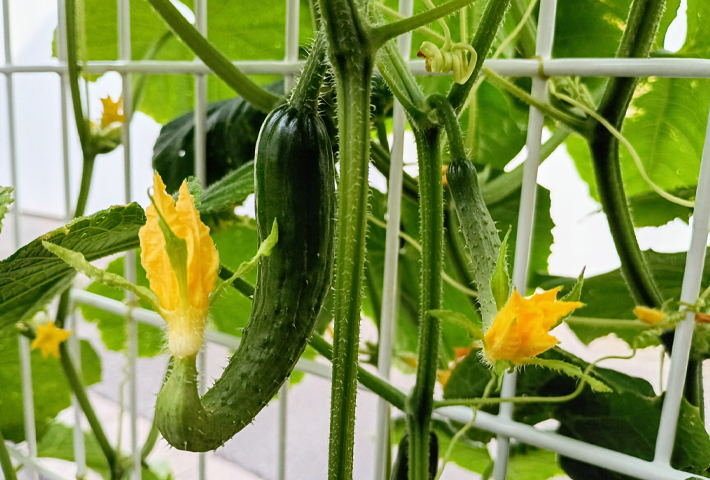 栽培場所の画像