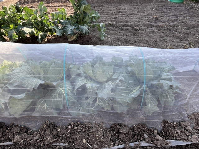 防虫ネットの画像