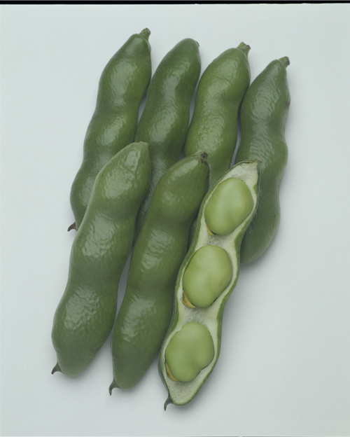 ソラマメの画像