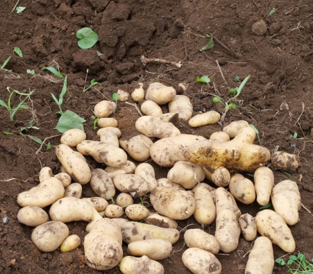 ジャガイモの画像