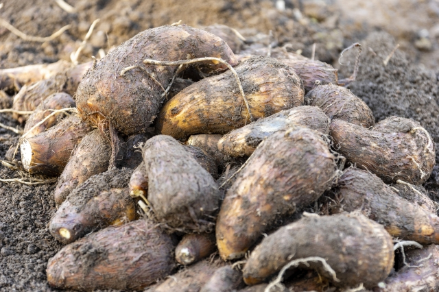 サトイモの画像