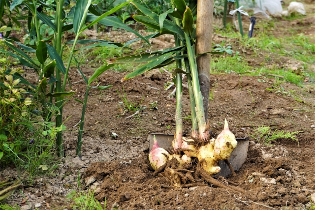 ショウガの画像