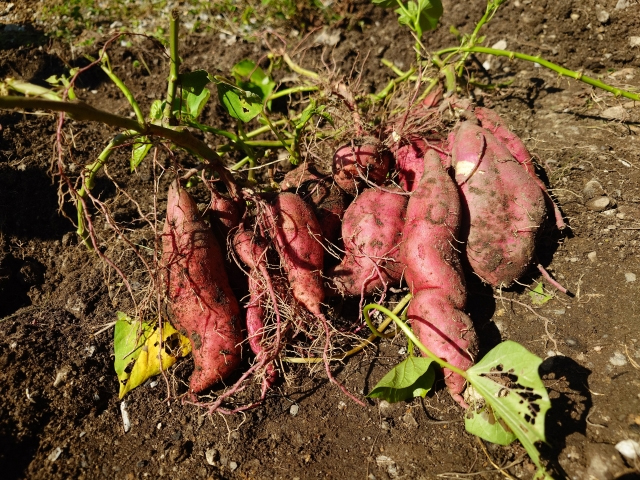 サツマイモの画像