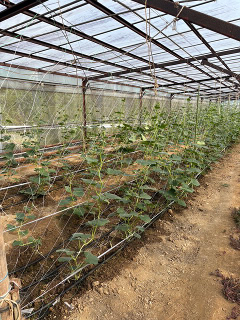 キュウリネットなどの画像