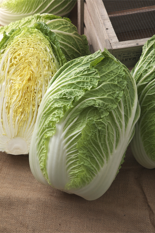 ハクサイの画像