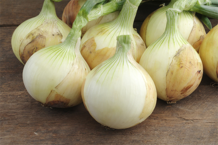 タマネギの画像