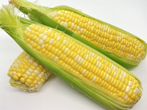 とうもろこしの画像