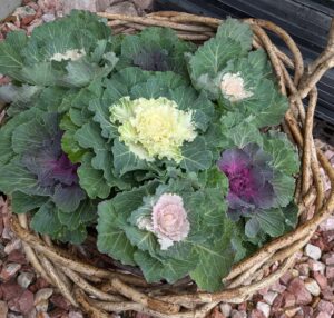 葉牡丹🎍入荷しました