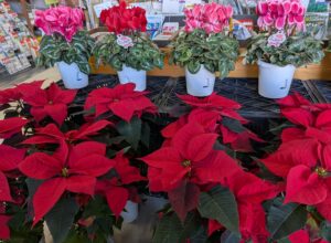 シクラメン、ポインセチア入荷しました