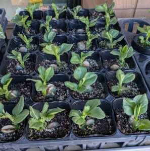 そら豆の苗入荷しました