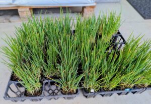 葉葱苗入荷しました