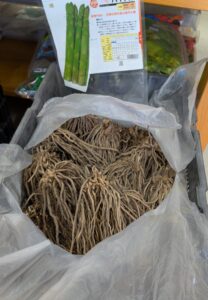 アスパラガス苗入荷しました